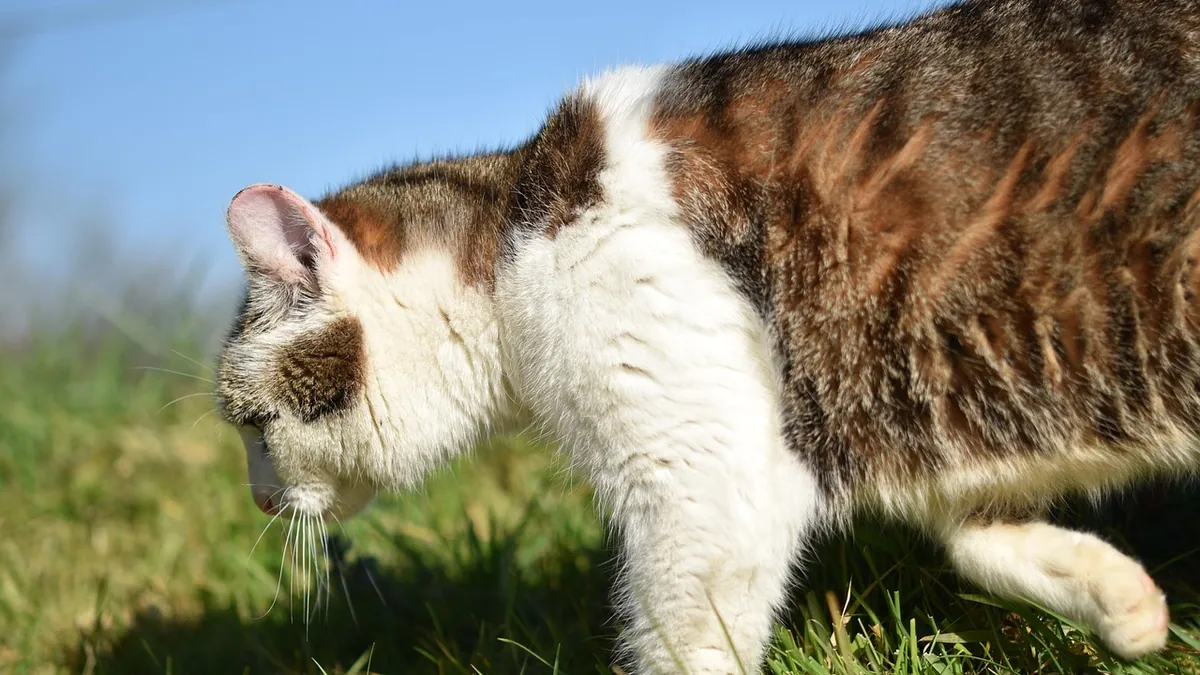 Can Cats Eat Cinnamon Applesauce? Spice Safety