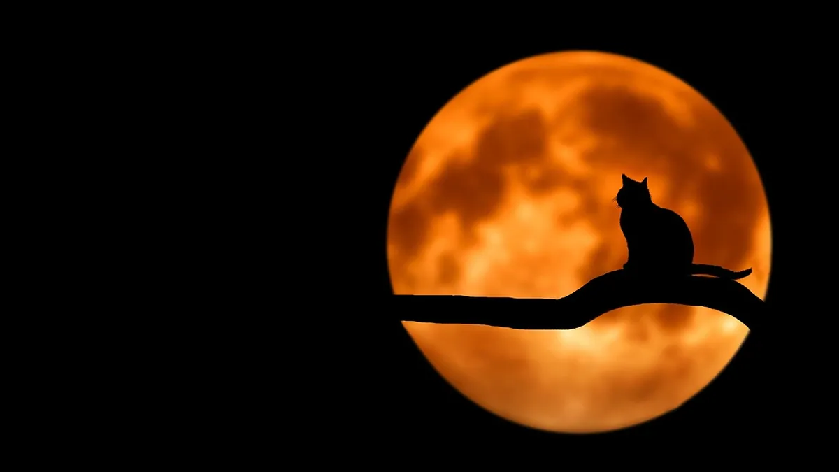 Can Cats Eat Cookies? Risks and Safe Treats