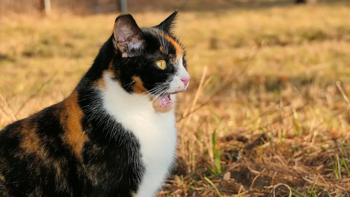 Can Cats Eat Corn? Cobs, Kernels, and Safety Risks