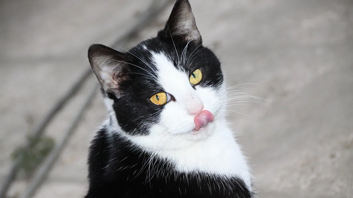 Can Cats Eat Crackers? Salt, Butter and Cheese Risks