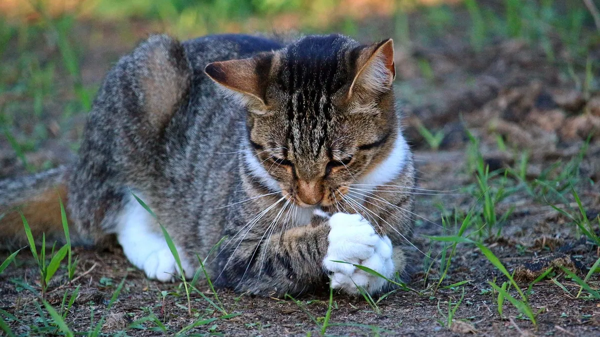 Can Cats Eat Crickets? Hunting, Parasites and Safety