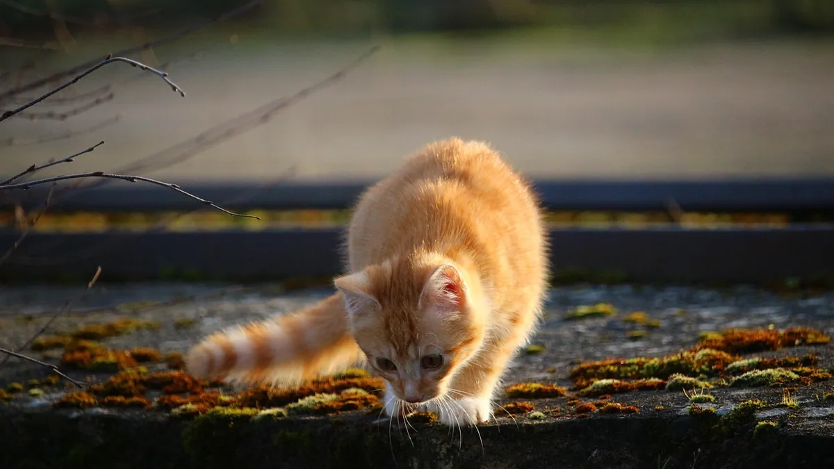 Can Cats Eat Dates? Sugar, Pits, and Safe Limits