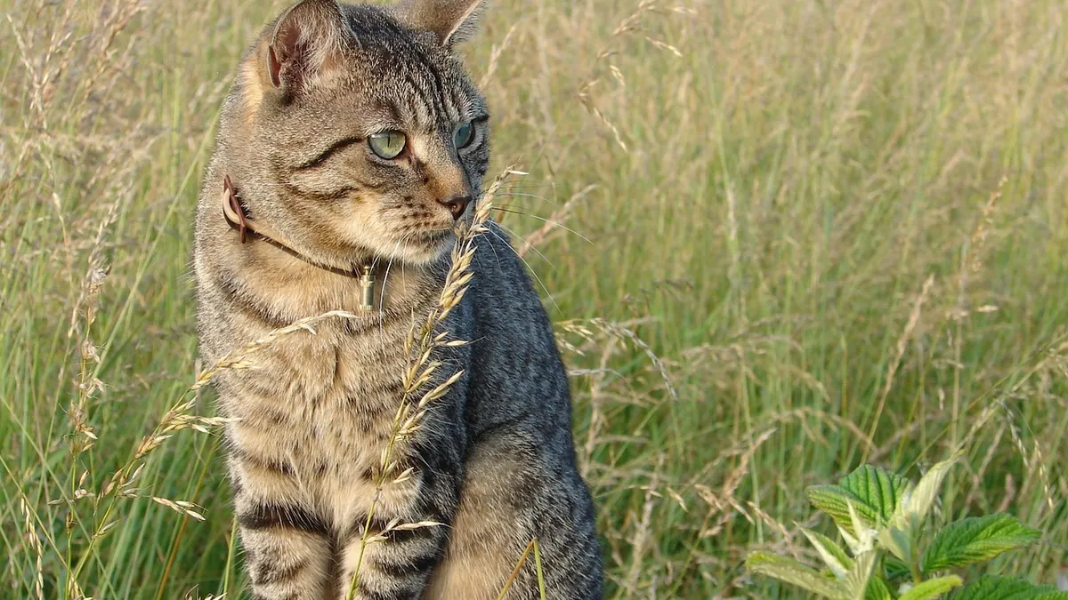 Can Cats Eat Dill? Pickles, Relish, and Dill Weed