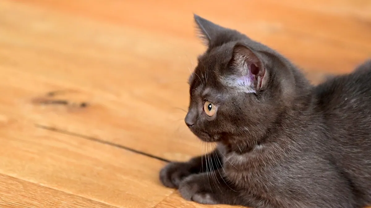 Can Cats Eat Dog Jerky Treats? Beef, Chicken, Duck