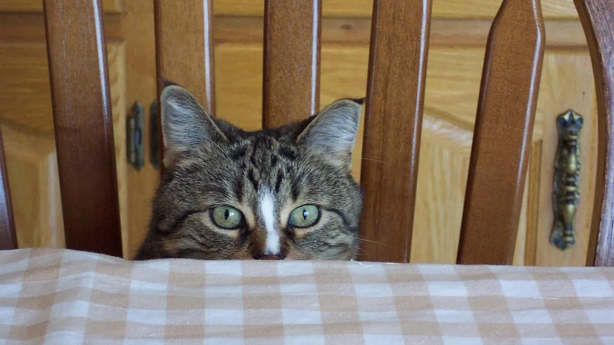 Can Cats Eat Donuts? Sugar, Fat, and Chocolate