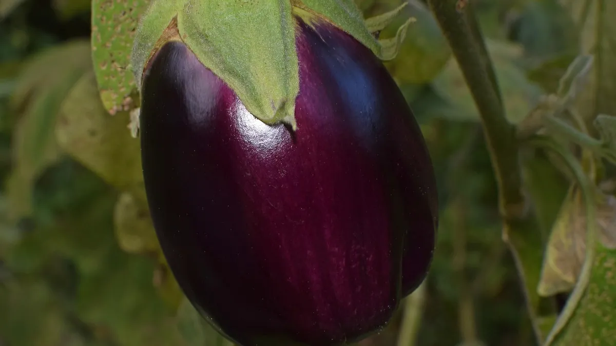 Can Cats Eat Eggplant? Leaves, Skin, and Cooked Dishes