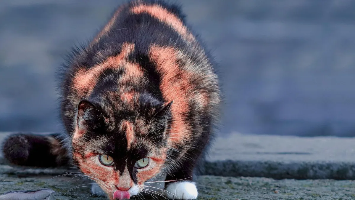 Can Cats Eat Fish Sticks? Breaded and Processed Fish