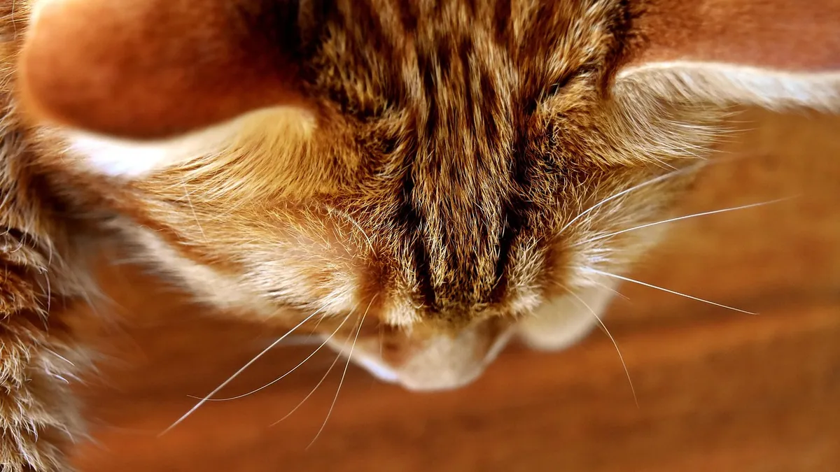 Can Cats Eat French Fried Onions? Onion Toxicity Risk