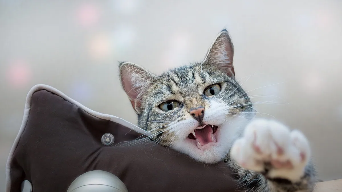 Can Cats Eat Giblets? Raw vs Cooked Organ Meat