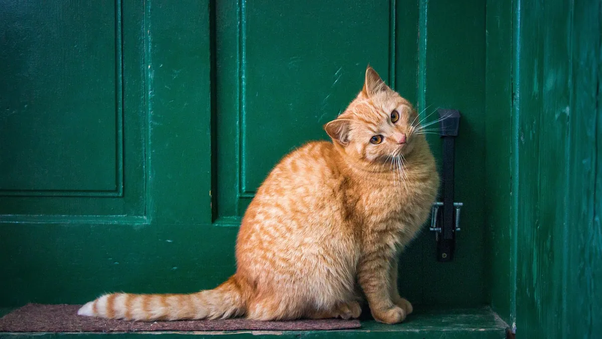 Can Cats Eat Ginger? Root, Leaves, and Garlic Risks
