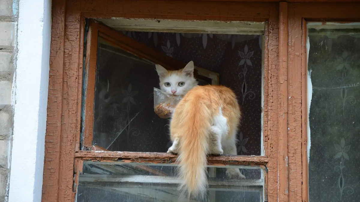 Can Cats Eat Graham Crackers? Cinnamon and Sugar Risks