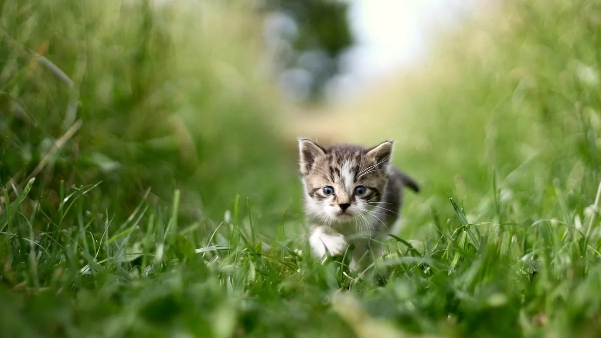 Can Cats Eat Green Beans? Raw, Cooked, and Canned