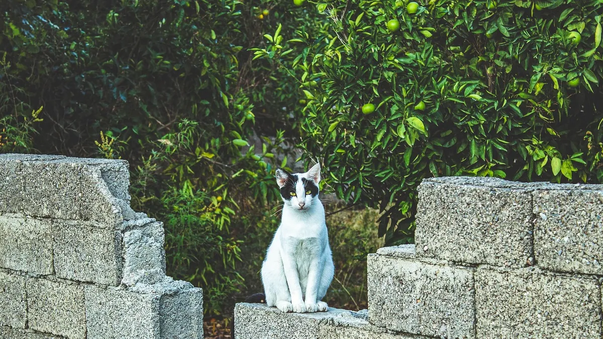 Can Cats Eat Guava? Fruit, Seeds, Leaves, and Jam