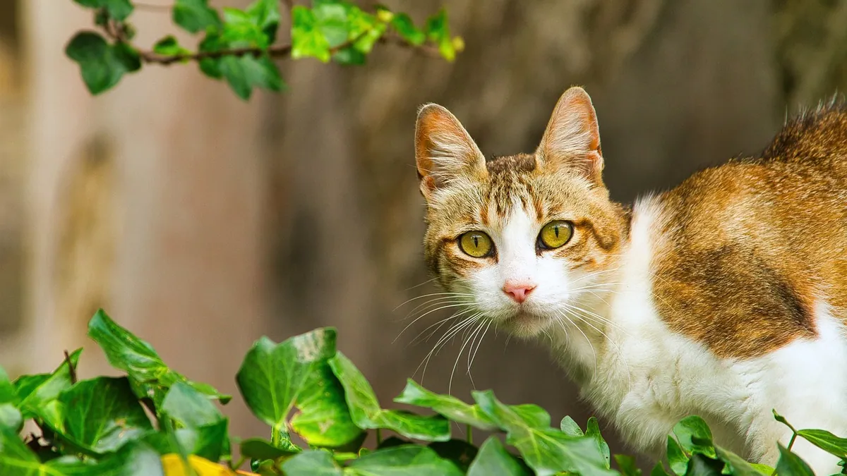 Can Cats Eat Ham? Slices, Deli Meat, and Lunchables