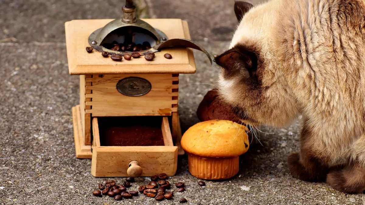 Can Cats Eat Hamburger? Plain vs Seasoned Meat