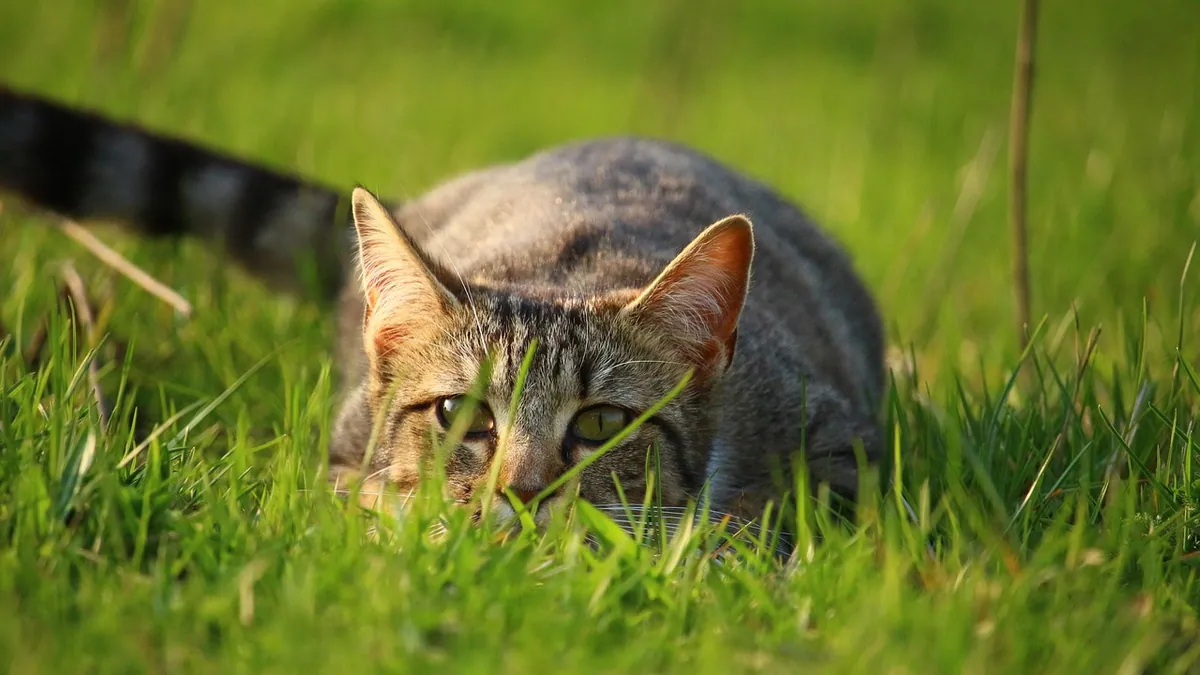 Can Cats Eat Hay? Why It Is Not a Cat Food