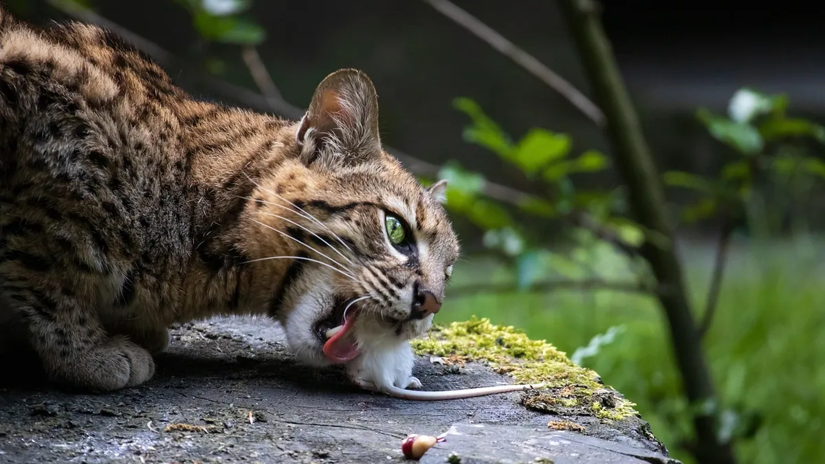 Can Cats Eat Imitation Crab? Sodium and Fillers