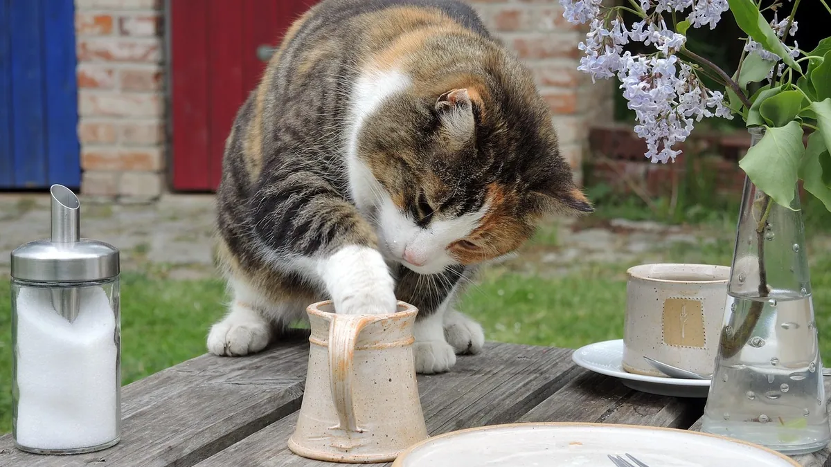 Can Cats Eat Jelly? Sugar, Xylitol and Sweets