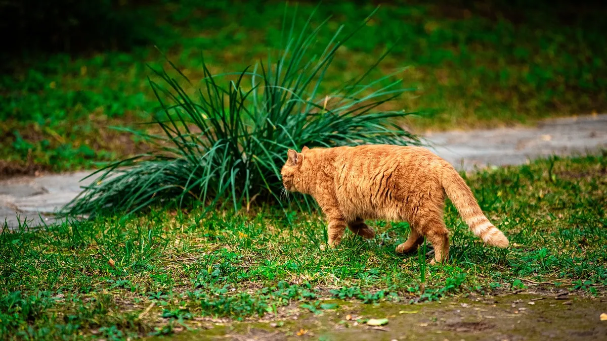 Can Cats Eat Jicama? Raw Sticks and Portion Limits