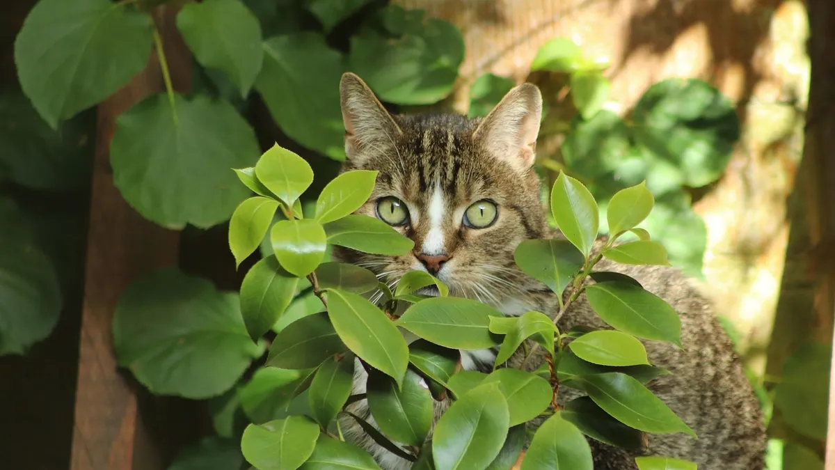 Can Cats Eat Lychee? Fruit, Jelly, and Ice Cream
