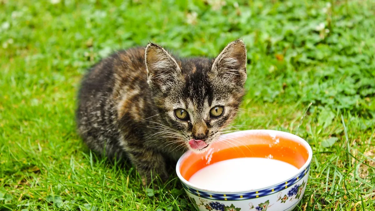 Can Cats Eat Macadamia Nuts? Cookies and Milk