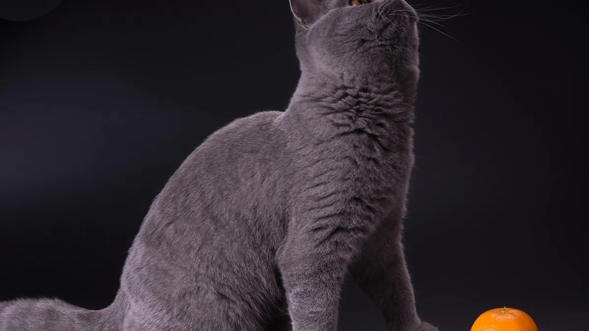 Can Cats Eat Mandarins or Oranges? Citrus Safety