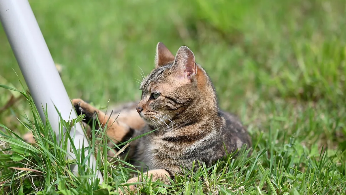 Can Cats Eat Marrow Bones? Safety and Splinter Risk
