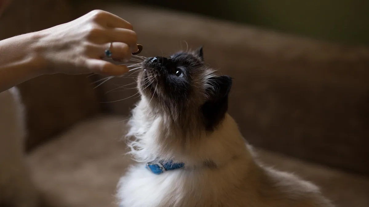 Can Cats Eat Milk-Bone Dog Treats? Safety and Risks