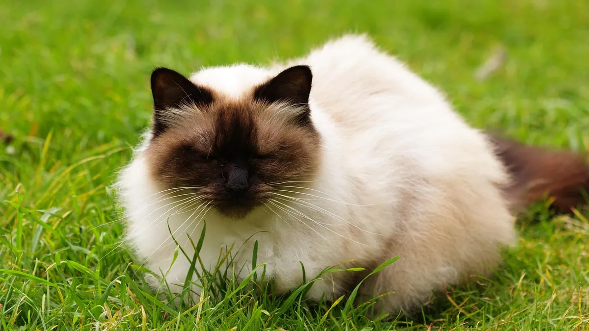 Can Cats Eat Mint Chocolate Chip Ice Cream?