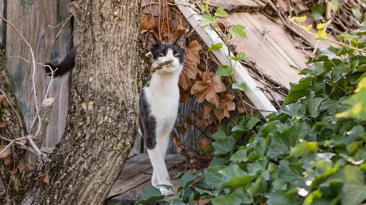 Can Cats Eat Mushrooms? Raw, Cooked, and Pizza Risks