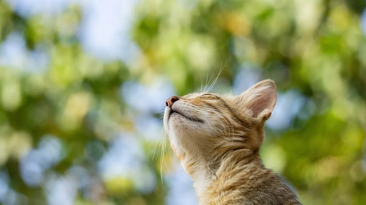 Can Cats Eat Mustard? Greens, Seeds, and Sauce