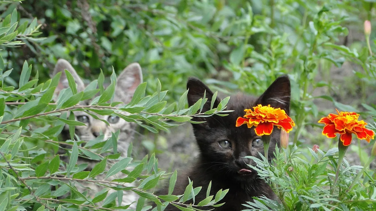 Can Cats Eat Okra? Raw, Cooked, and Fried