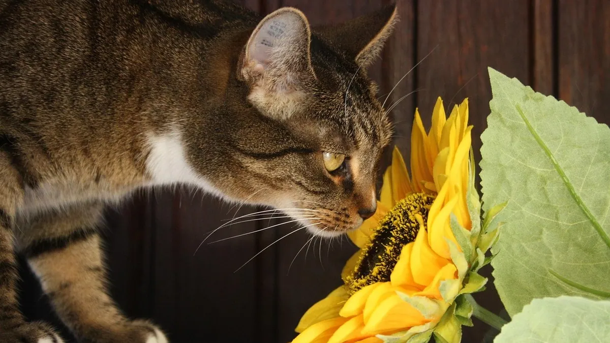 Can Cats Eat Oregano? Leaves, Oil, and Spice