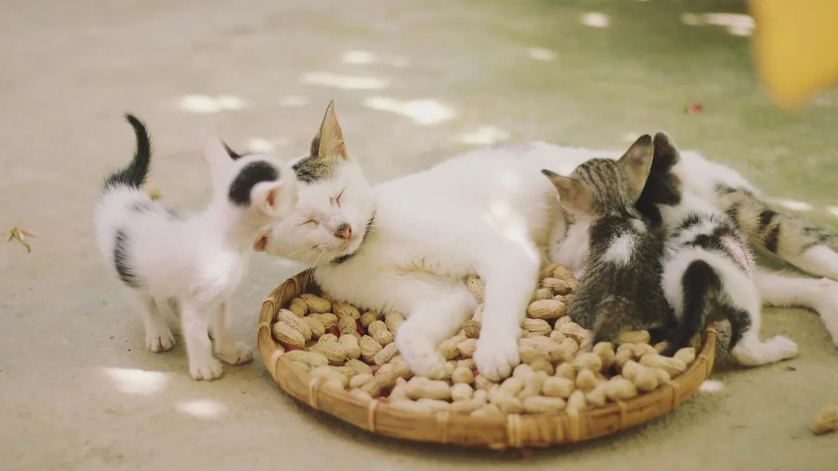 Can Cats Eat Peanuts? Salt, Shells and Safety