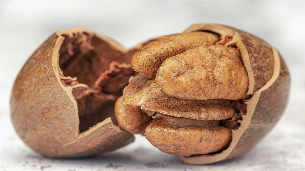 Can Cats Eat Pecans or Walnuts? Nut Safety