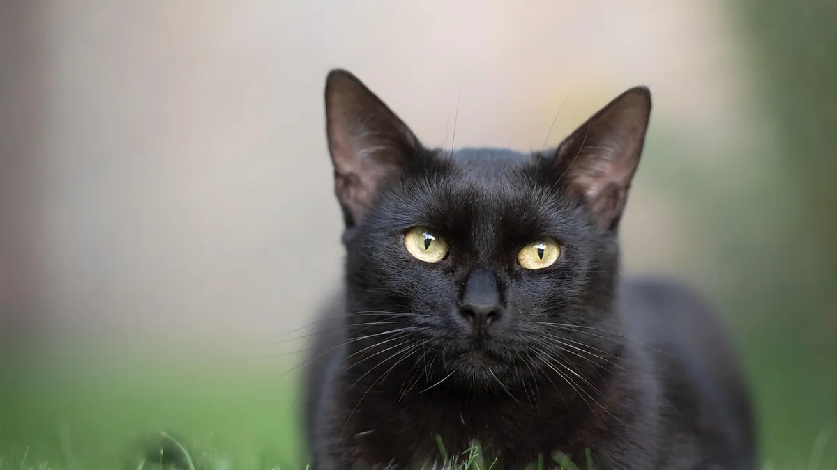 Can Cats Eat Pellets? Litter and Feed Risks