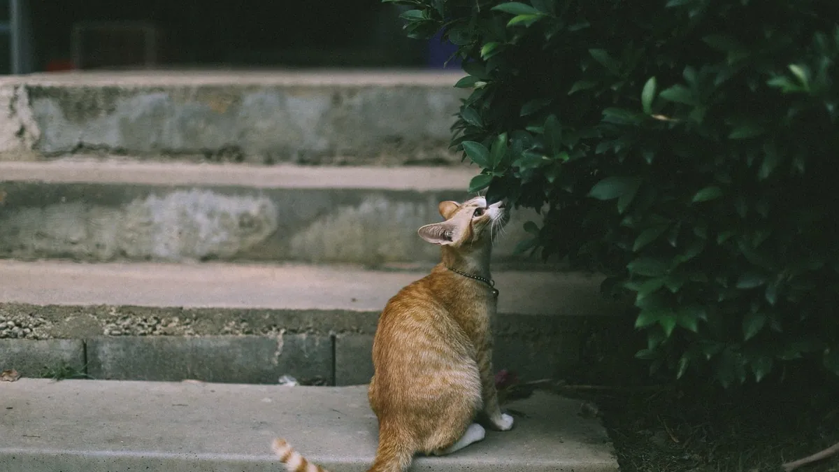 Can Cats Eat Peppermint? Leaves, Candy and Oils