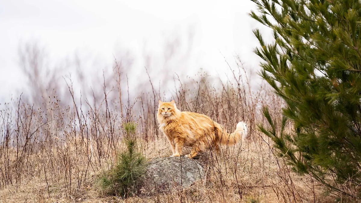 Can Cats Eat Pine Pellets? Litter and Wood Safety