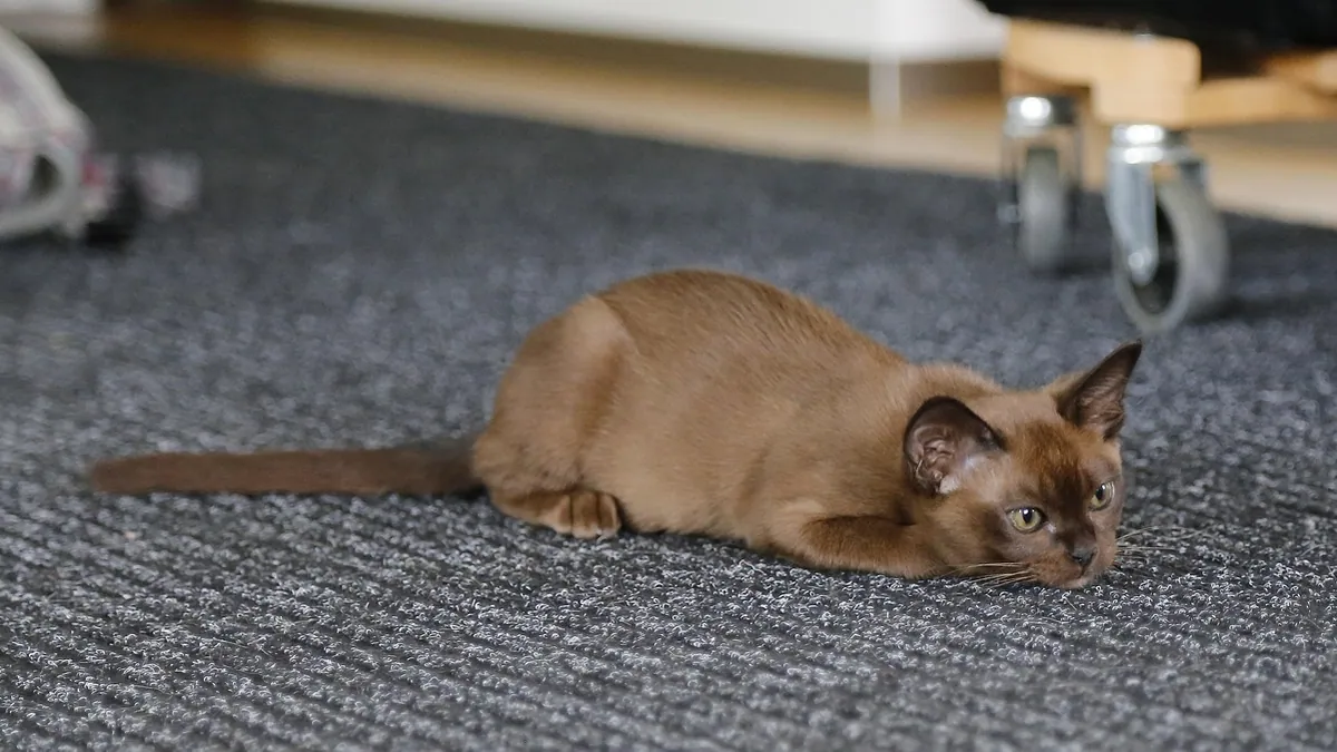 Can Cats Eat Plantains? Raw, Cooked, and Fried Safety