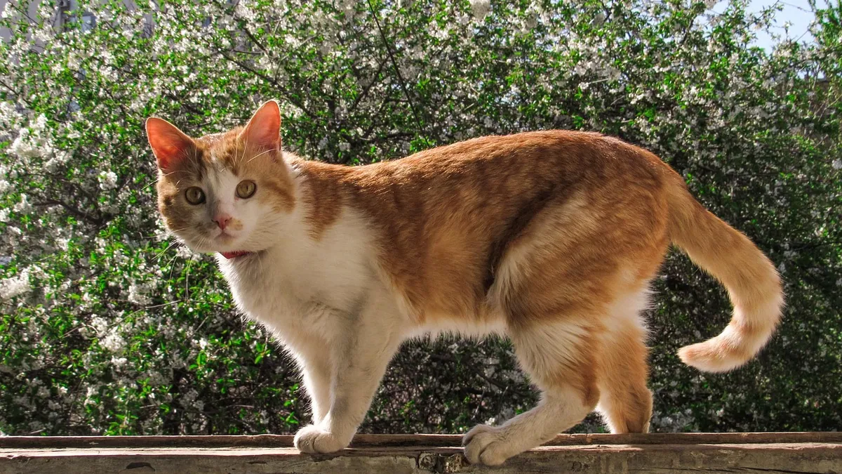 Can Cats Eat Plums? Cyanide Risk in Pits and Leaves