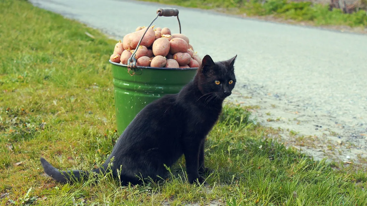 Can Cats Eat Potatoes? Raw, Boiled, or Mashed
