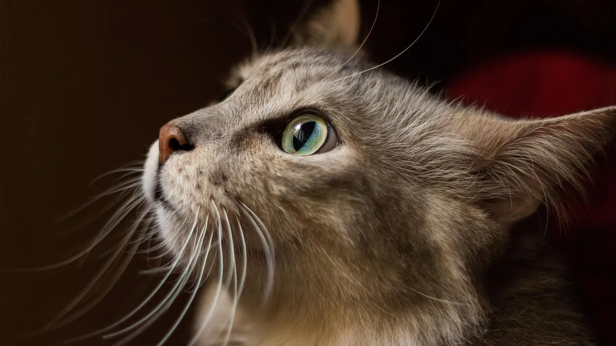 Can Cats Eat Pretzels? Salt, Peanut Butter, and Safety
