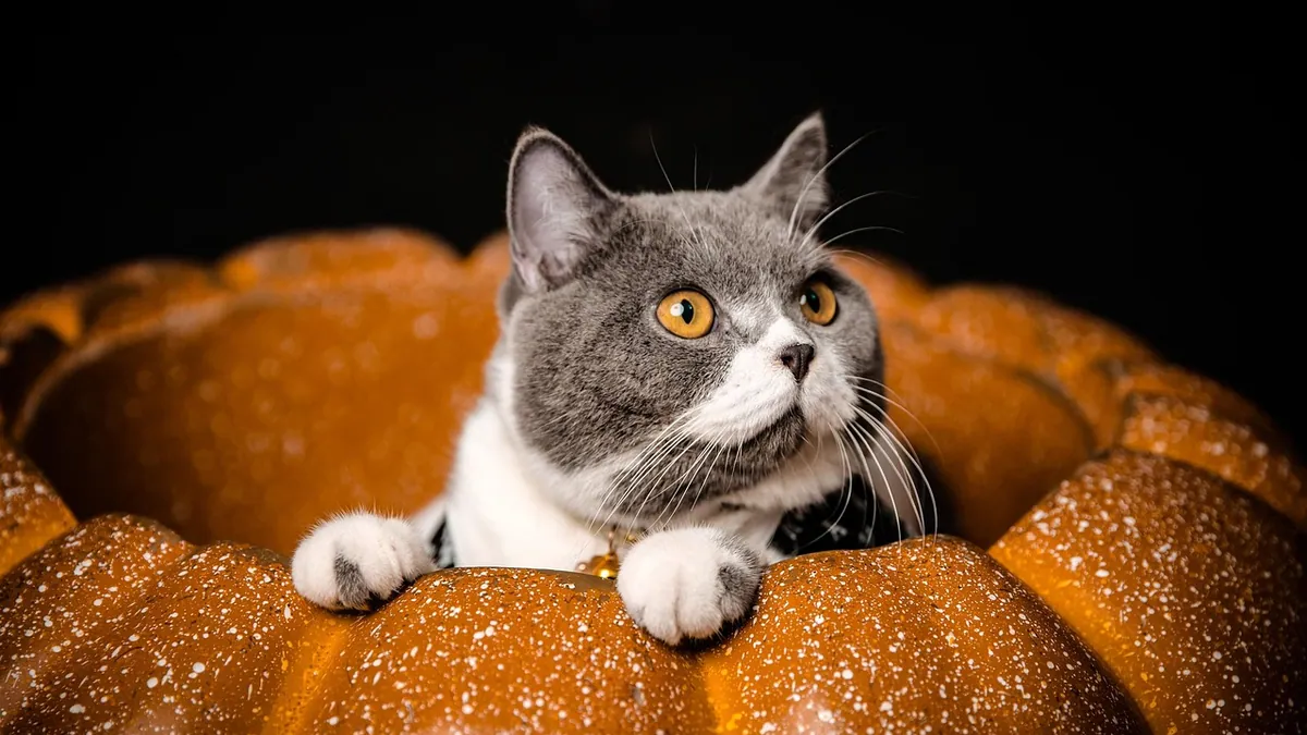 Can Cats Eat Pumpkin Pie or Pumpkin Bread? Safety