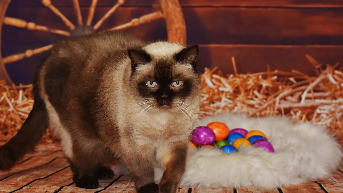Can Cats Eat Quail Eggs? Raw, Cooked, and Shells