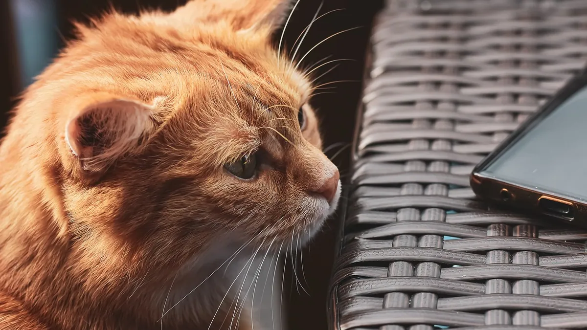 Can Cats Eat Raisin Bread or Bagels? Toxicity Risk