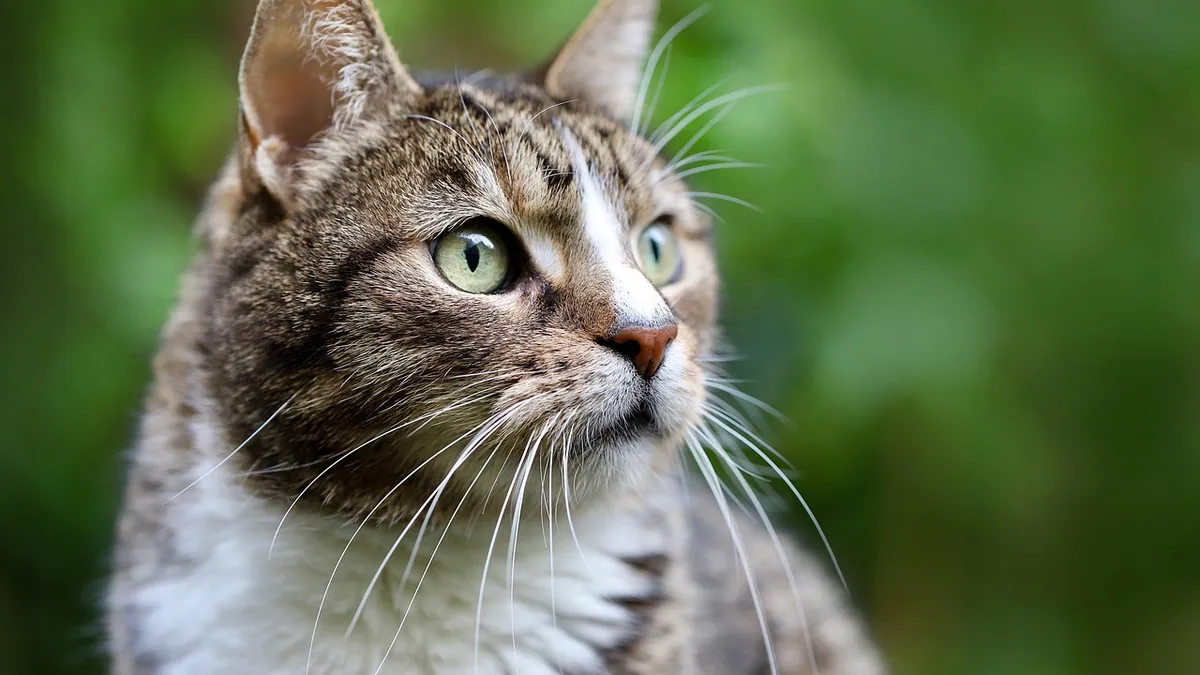 Can Cats Eat Raspberries, Blueberries and Blackberries?