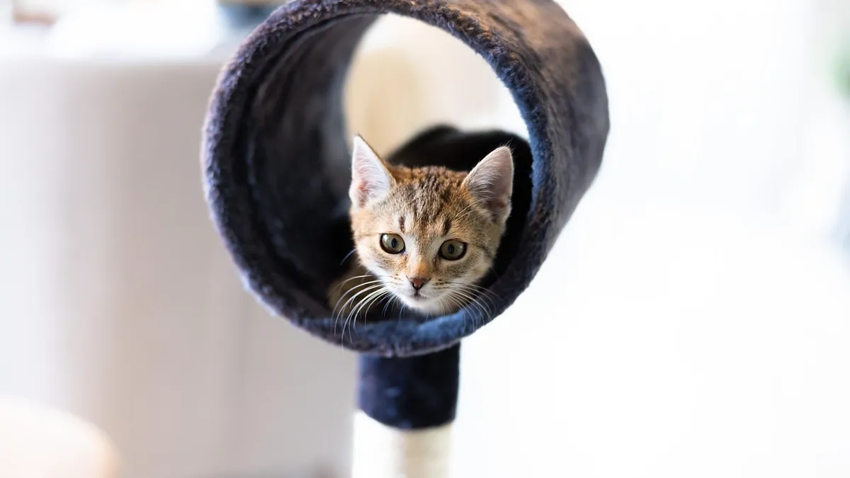 Can Cats Eat Rawhide? Choking and Blockage Risks