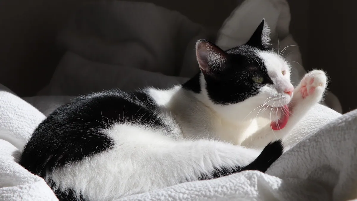 Can Cats Eat Salami? Sodium, Fat, and Safety