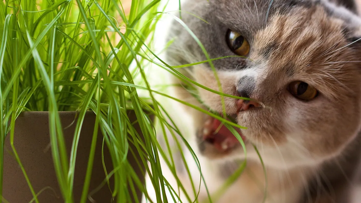 Can Cats Eat Saltines or Salty Food? Sodium Risks