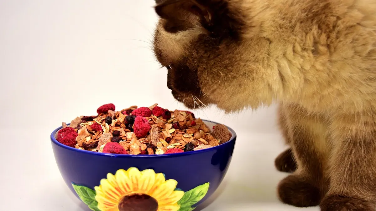 Can Cats Eat Sardines? Water, Bones, and Brine